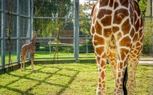 W śląskim ZOO urodziła się żyrafa! (10)