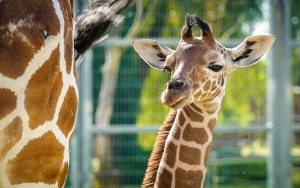 W śląskim ZOO urodziła się żyrafa! (7)