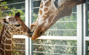 W śląskim ZOO urodziła się żyrafa! (4)