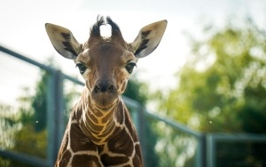 W śląskim ZOO urodziła się żyrafa! (2)