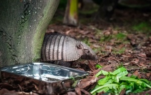 Pawilon lasu deszczowego w Śląskim Zoo (2)