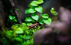 Pawilon lasu deszczowego w Śląskim Zoo (9)