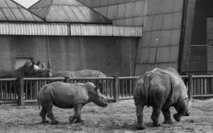 Archiwalne zdjęcia Śląskiego Ogrodu Zoologicznego (3)