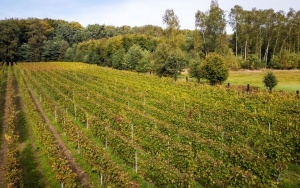 Winnica w Katowicach (4)