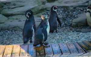 Powrót pingwinów do śląskiego zoo (1)