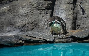 Powrót pingwinów do śląskiego zoo (2)