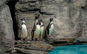 Powrót pingwinów do śląskiego zoo (3)