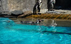 Powrót pingwinów do śląskiego zoo (5)