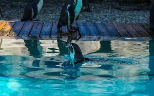 Powrót pingwinów do śląskiego zoo (6)