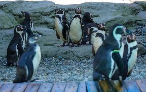 Powrót pingwinów do śląskiego zoo (7)