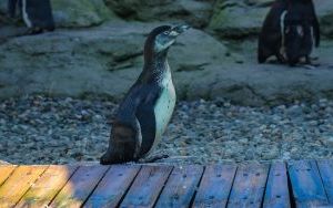 Powrót pingwinów do śląskiego zoo (9)