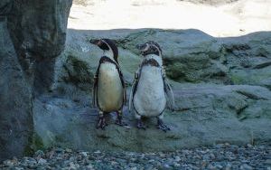 Powrót pingwinów do śląskiego zoo (10)