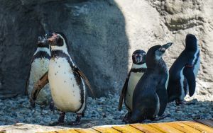 Powrót pingwinów do śląskiego zoo (1)