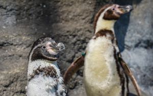 Powrót pingwinów do śląskiego zoo (4)