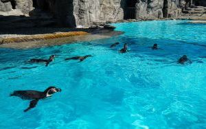 Powrót pingwinów do śląskiego zoo (5)