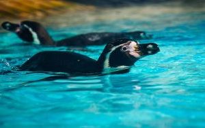 Powrót pingwinów do śląskiego zoo (6)