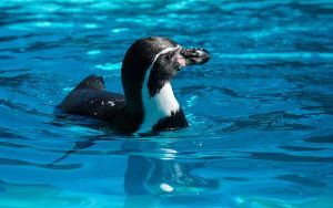 Powrót pingwinów do śląskiego zoo (8)