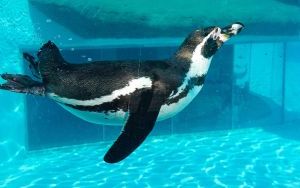 Powrót pingwinów do śląskiego zoo (11)