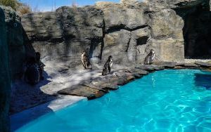 Powrót pingwinów do śląskiego zoo (12)