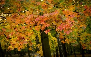 Park Kościuszki zachwyca jesienią (13)