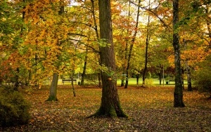 Park Kościuszki zachwyca jesienią (14)