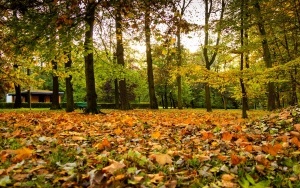 Park Kościuszki zachwyca jesienią (16)