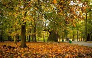 Park Kościuszki zachwyca jesienią (17)