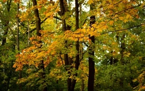 Park Kościuszki zachwyca jesienią (19)