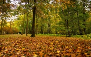 Park Kościuszki zachwyca jesienią (20)