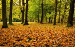 Park Kościuszki zachwyca jesienią (2)