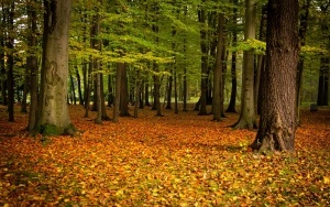 Park Kościuszki zachwyca jesienią (10)