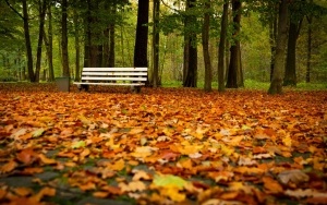 Park Kościuszki zachwyca jesienią (11)