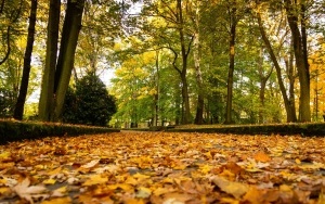 Park Kościuszki zachwyca jesienią (4)