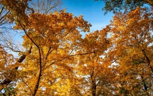 Park Kościuszki zachwyca jesienią (7)