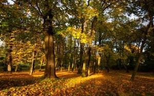 Park Kościuszki zachwyca jesienią (8)