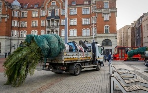 Palmy w Katowicach rozpoczęły zimowy odpoczynek (1)