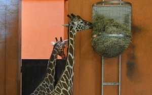 W Śląskim Ogrodzie Zoologicznym (4)