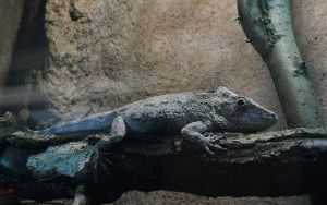 W Śląskim Ogrodzie Zoologicznym (4)