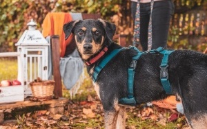 Jesienno-halloweenowa sesja psiaków ze Schroniska dla Bezdomnych Zwierząt w Katowicach (16)