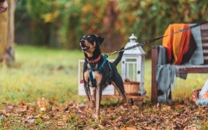 Jesienno-halloweenowa sesja psiaków ze Schroniska dla Bezdomnych Zwierząt w Katowicach (2)