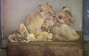 Prezentacja czterech młodych lwiątek urodzonych w Śląskim ZOO (1)