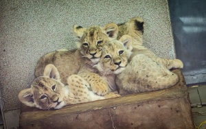 Prezentacja czterech młodych lwiątek urodzonych w Śląskim ZOO (3)