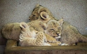 Prezentacja czterech młodych lwiątek urodzonych w Śląskim ZOO (4)