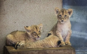 Prezentacja czterech młodych lwiątek urodzonych w Śląskim ZOO (13)