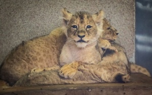 Prezentacja czterech młodych lwiątek urodzonych w Śląskim ZOO (14)