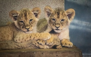Prezentacja czterech młodych lwiątek urodzonych w Śląskim ZOO (15)