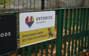 Prezentacja czterech młodych lwiątek urodzonych w Śląskim ZOO (16)