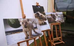 Prezentacja czterech młodych lwiątek urodzonych w Śląskim ZOO (18)