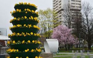 Kwiaty w Katowicach (13)