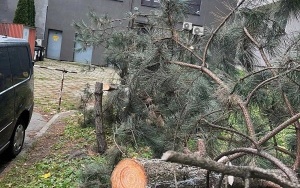 Nielegalna wycinka drzew na Tysiącleciu. Jest nagroda za wskazanie sprawcy  (2)